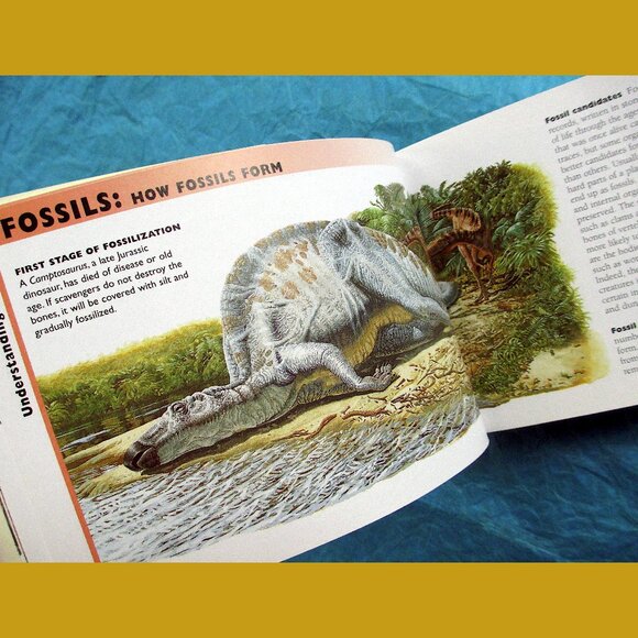 Book - The Little Guides: Dinosaurs, ed. by Dr. Paul Willis - Picture 7 of 16